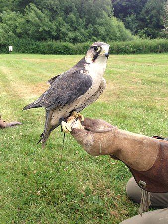 falconry east sussex